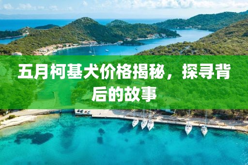 五月柯基犬价格揭秘，探寻背后的故事