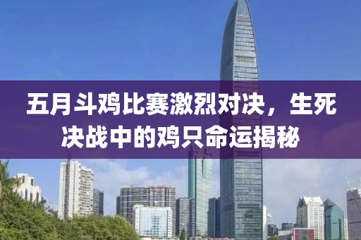五月斗鸡比赛激烈对决，生死决战中的鸡只命运揭秘