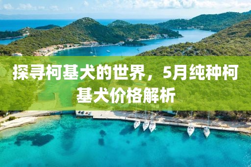 探寻柯基犬的世界，5月纯种柯基犬价格解析