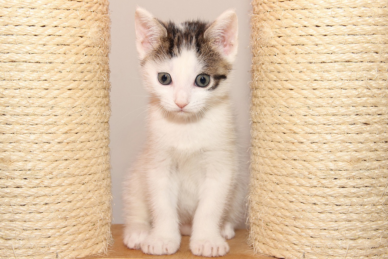 最新橘猫，魅力展现、独特特点与养护秘籍全解析