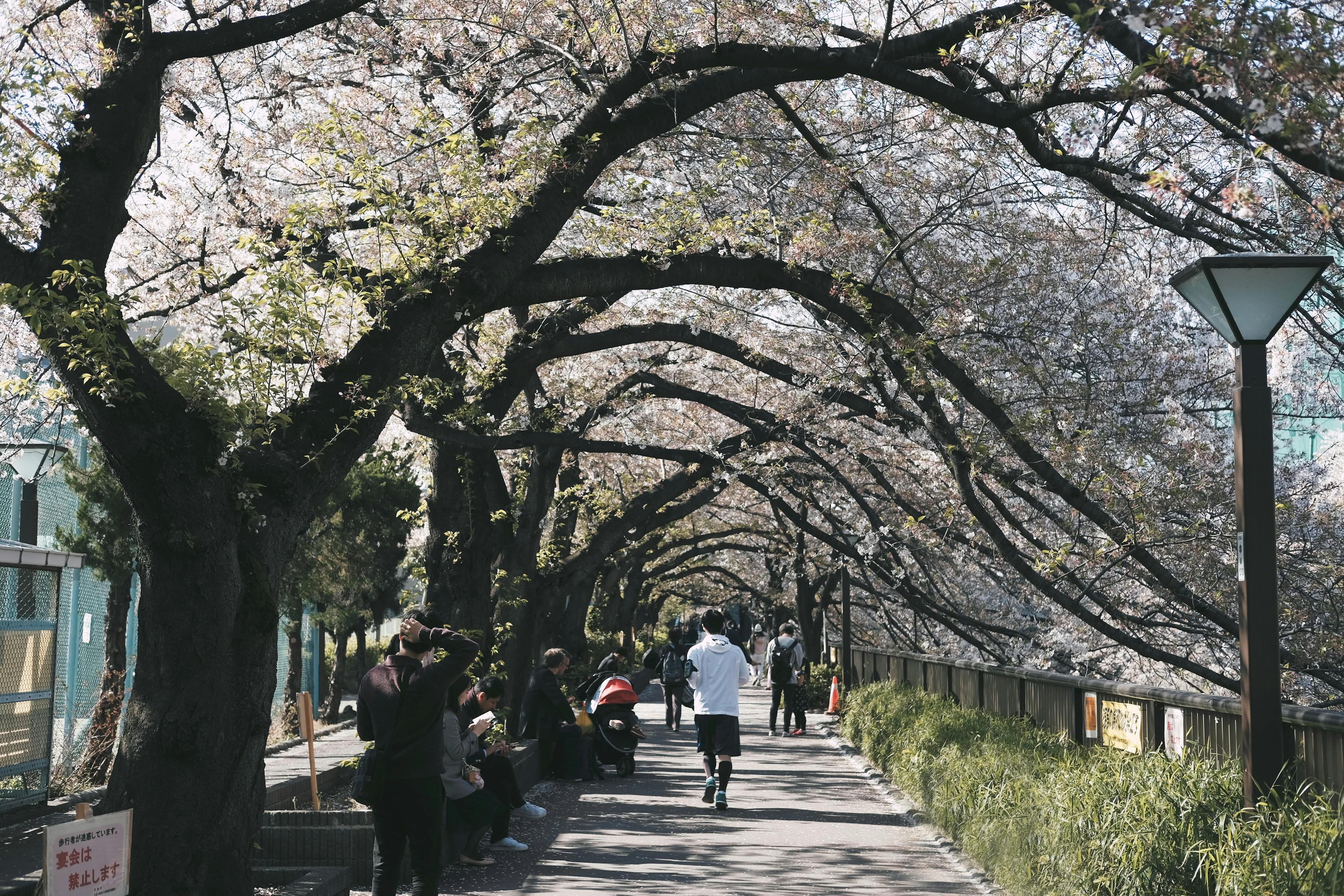 2025年邳州宿羊山大蒜最新行情分析