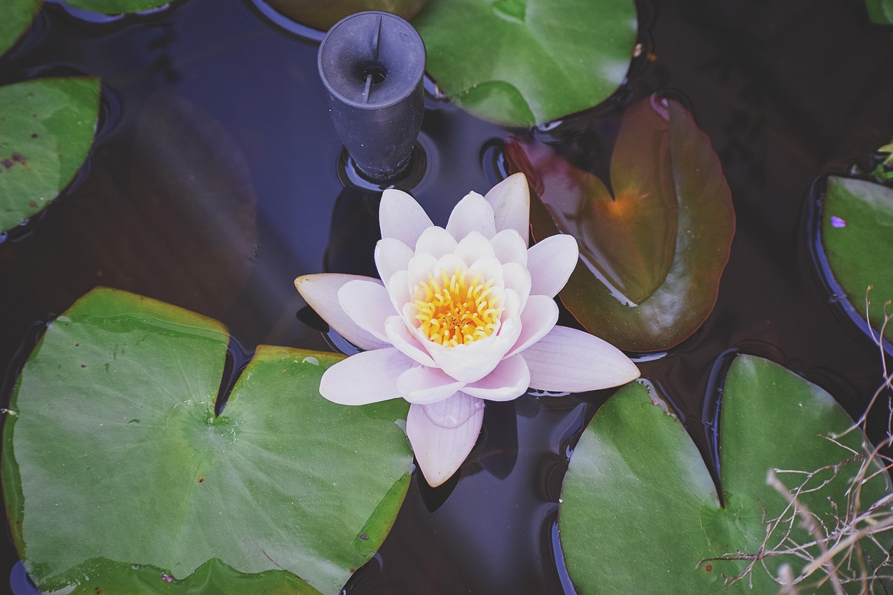 四月蓝漠之花动漫，梦幻之旅的绽放
