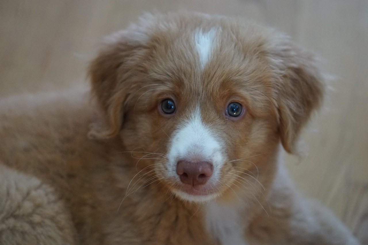 广西猎犬市场四月实战猎犬最新动态，全新上市猎犬亮相四月广西市场